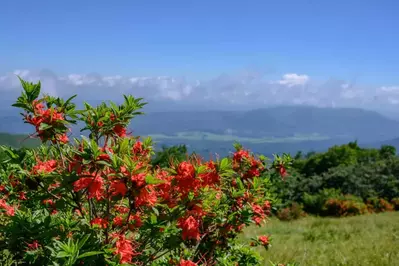mountain view from Gregory Bald with flame azaleas