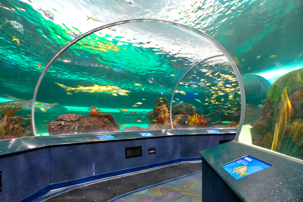 Shark Lagoon tunnel at Ripley's Aquarium of the Smokies