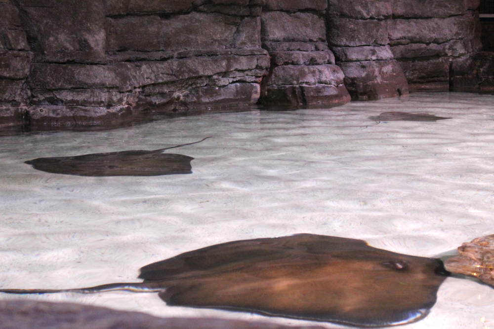 stingrays in touch tank