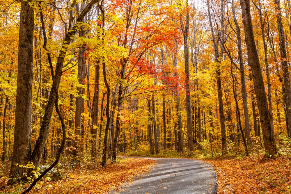 Roaring Fork Motor Nature Trail in fall