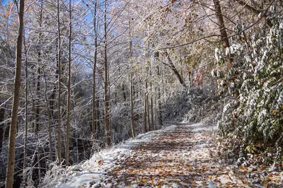 Porters Creek Trail winter